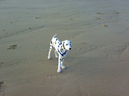 en la playita jugando jajajaja en la playita jugando jajajaja
