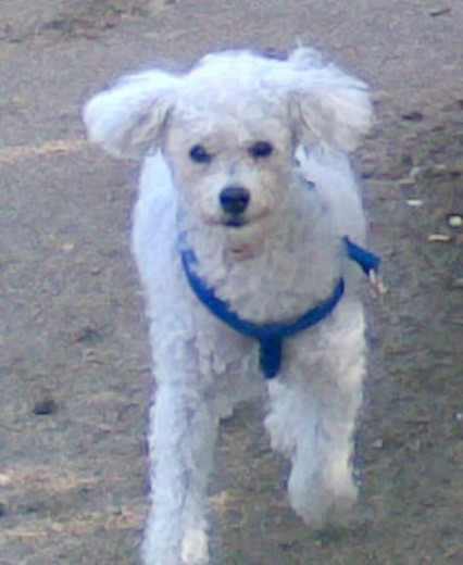 El mejor perro del mundo, bueno, educado, cariñoso, fiel.... lo dijo EL MEJOR PERRO DEL MUNDO. El mejor perro del mundo, bueno, educado, cariñoso, fiel.... lo dijo EL MEJOR PERRO DEL MUNDO.