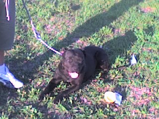 mi perra la negra ester linda 