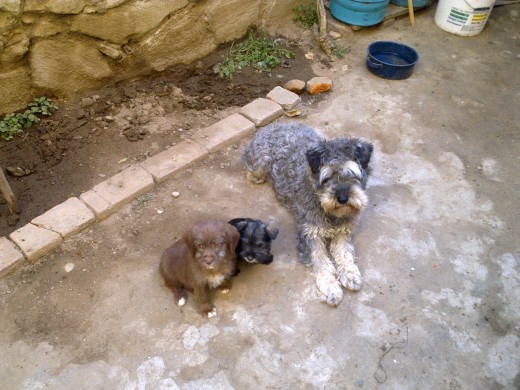 Gogly es el perro cafe, es un perro mestizo, aparece con Peque, una perrita shnauzer black and silver que es la perrita mas pequeña, por ultimo esta ozzy, es el mas viejo, tiene dos años, es shnauzer mediano, honestamente no nos gusta como se ven los shnauzer con su corte de falda y preferimos cepillarlo todos los dias. Gogly es el perro cafe, es un perro mestizo, aparece con Peque, una perrita shnauzer black and silver que es la perrita mas pequeña, por ultimo esta ozzy, es el mas viejo, tiene dos años, es shnauzer mediano, honestamente no nos gusta como se ven los shnauzer con su corte de falda y preferimos cepillarlo todos los dias.