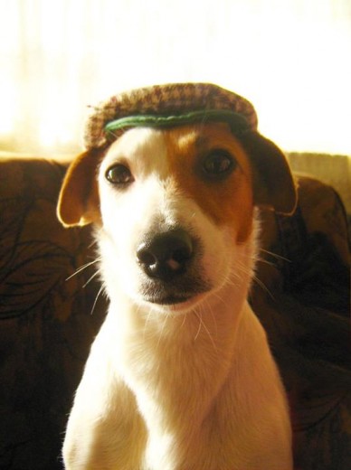 Ella es Lisa, una Jack Russell de 1 año y medio. Es juguetona, cariñosa y obediente. Ama salir a pasear y correr por todo el parque. Es la perrita más saltarina del mundo y si la dejas al campo abierto, olvídate de que la alcanzarás, sino hasta que grites su nombre. Le encanta el agua y estar con la familia. Es la mejor perrita que alguien haya podido tener. 