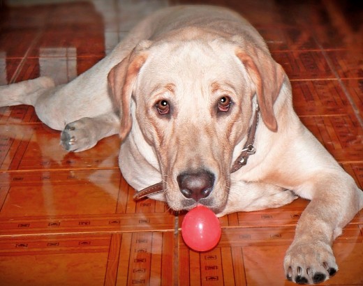 UN dia normal en su perra vida, siempre con su pelota en el hocico.