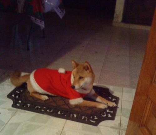 Jejeje,aqui Zorro en las Navidades de 2010.