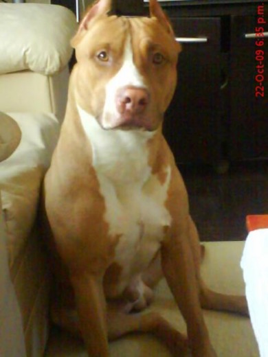 Soy Byron (Bairon) y soy un Pit Bull Terrier puro que busca novia guapa