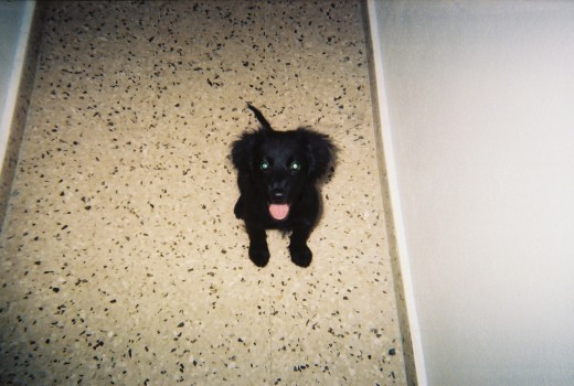 Este es Aboy !! casi no se ve, pero se dejaba sentir ! me lo robaron, espero que este bien. Es cocker Spaniel y es un amor. Este es Aboy !! casi no se ve, pero se dejaba sentir ! me lo robaron, espero que este bien. Es cocker Spaniel y es un amor.