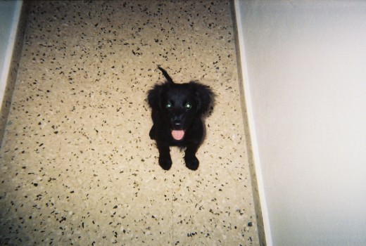 Este es Aboy !! casi no se ve, pero se dejaba sentir ! me lo robaron, espero que este bien. Es cocker Spaniel y es un amor.