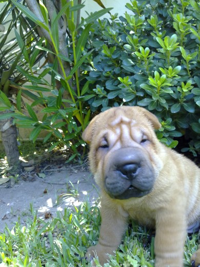 La primera foto en casa.. Samir