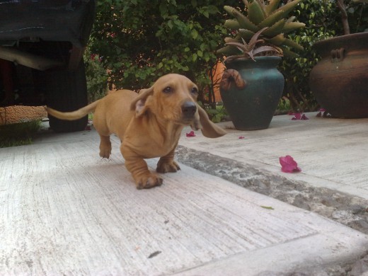 el es mi lindo benny el es mi lindo benny