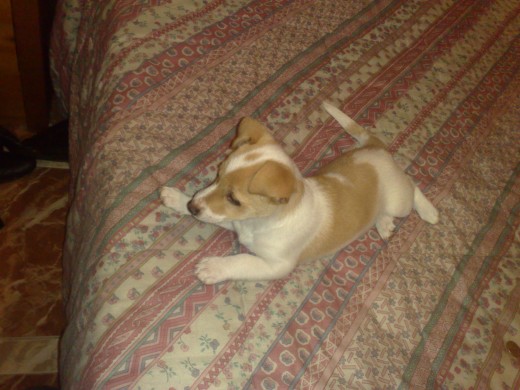lukkass. observandoo jeje