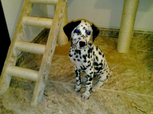 Mi preciosa perrita,Perdita,que tiene 3 meses Mi preciosa perrita,Perdita,que tiene 3 meses