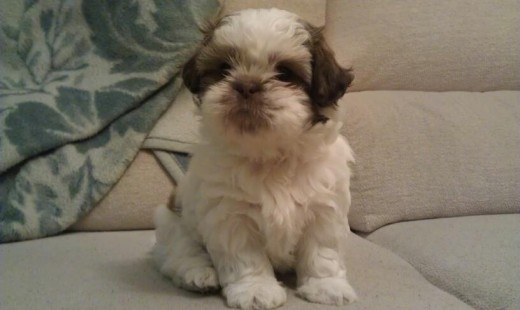 KENIA 2 MESE