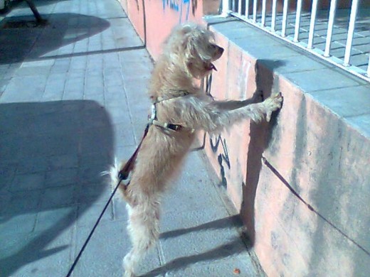 DADDY MIRANDO A LOS GATITOS DE LA CALLE