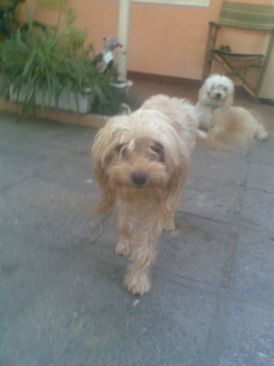 tobby y sam