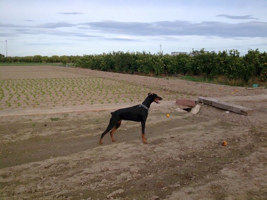 Posando en el campo