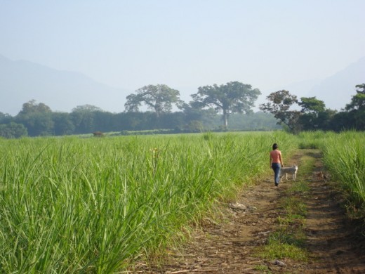 Mis tres perros y yo (a ver si los encuentran jijiji)