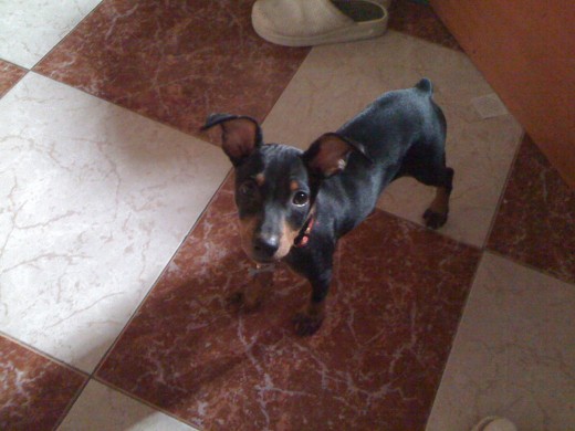 hola!soy lucky y aqui estoy posando para mi mami!!