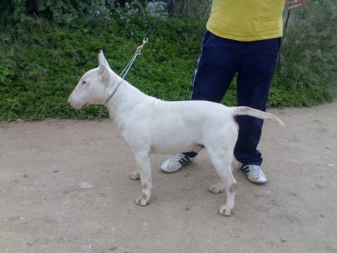 LOGAN HARRIER DE ANELORD BULL´S (hijo de dazlin defender,disponible para montas)