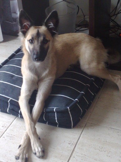 Este es su sitio donde se siente muy segura y protegida, en la foto tiene 7 meses. Tiene una pose natural jajajaja... le encanta una cámara. Este es su sitio donde se siente muy segura y protegida, en la foto tiene 7 meses. Tiene una pose natural jajajaja... le encanta una cámara.