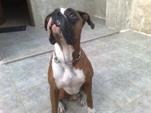 mi grann ROCKY!!!