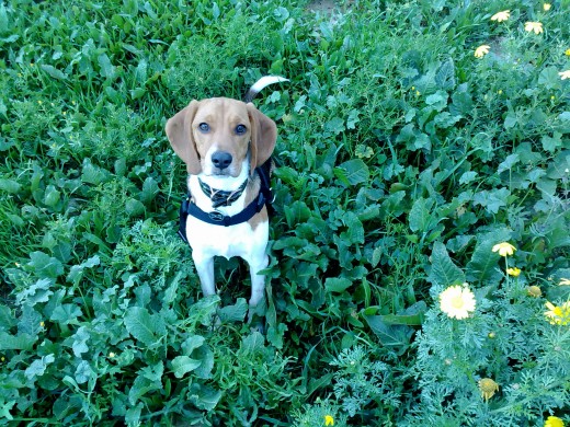 Mi cachorrona Mi cachorrona