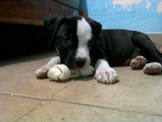 mordiendo su primer hueso de carnaza mordiendo su primer hueso de carnaza