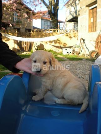 Aquí veis a mi cachorrito en el anuncio donde se vendia... Que cosita...