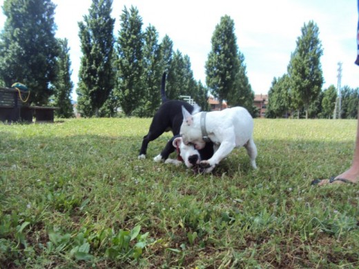 lola y narkitooo