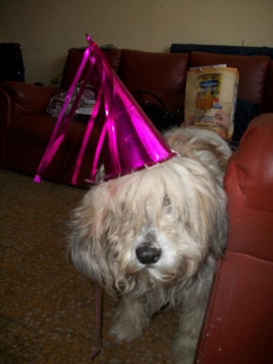 Cumpleaños de Bombom 2011