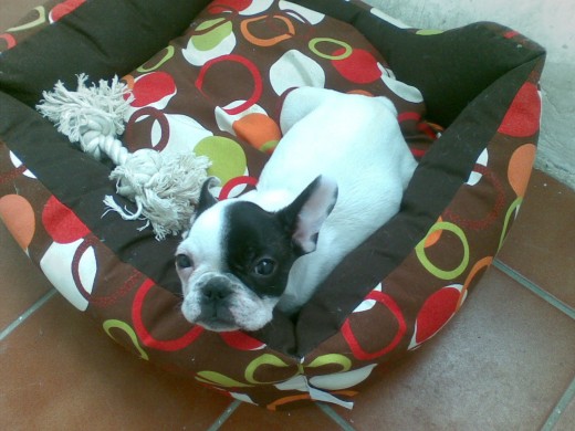 se vende bulldog frances con 3 meses, lo vendo por cambio de residencia es un perro buenisimo y encantador gracias
se vende con todo correa, comida, colonia, toallitas, y cojin de dormir