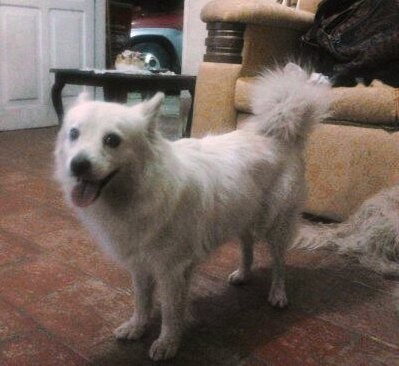 La encontré en la calle atropellada y la adoptamos.. La encontré en la calle atropellada y la adoptamos..