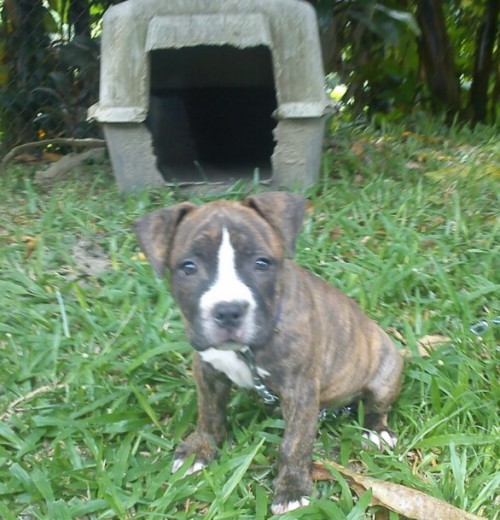 My perrita bully de 7 semanas