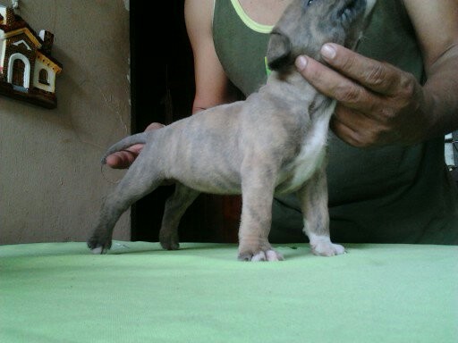 tyla del GSB Kenell Panama
http://www.apbt.online-pedigrees.com/public/printPedigree.php?dog_id=442633
