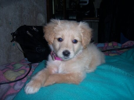 mi rubia de cachorrita mi rubia de cachorrita