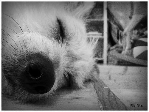 Bueno, su cara lo dice todo. Se encuentra muy a gusto en la habitación y además le encanta hecharse una siesta de vezen cuando!!!

