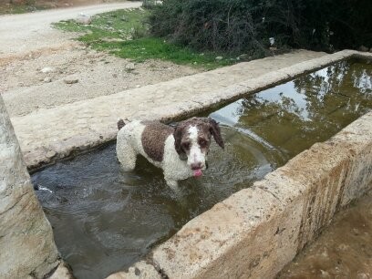 Simba donde más le gusta meterse...pilones y fuentes.