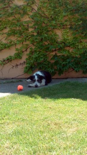 Chula a la sombra