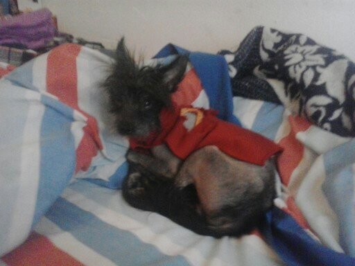 mi perro crestado chino bueno cariñoso es como si fuera mi niño pequeño ya que hemos pasado 3 años casi 4 juntos y an sido los mejores años que he tenido nunca lo sacamos de una cristalera de una tienda con 7 meses me lo regalaron porque no lo queria nadie y te lo agradece con sus cariños por eso no le gusta quedarse solo es un amor de perro mi perro crestado chino bueno cariñoso es como si fuera mi niño pequeño ya que hemos pasado 3 años casi 4 juntos y an sido los mejores años que he tenido nunca lo sacamos de una cristalera de una tienda con 7 meses me lo regalaron porque no lo queria nadie y te lo agradece con sus cariños por eso no le gusta quedarse solo es un amor de perro