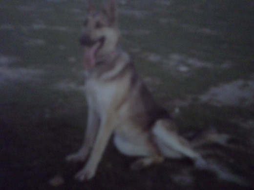 fue mi primer perro adoraba a mi hija.... fue mi primer perro adoraba a mi hija....