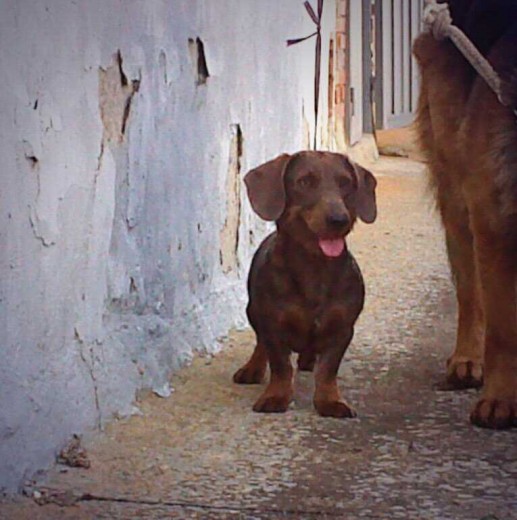 Es feliz ! Es feliz !