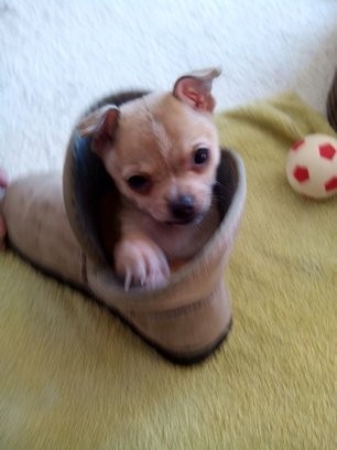 keko cachorro
