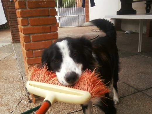 Aca Esta Jugando Con La Escoba Aca Esta Jugando Con La Escoba