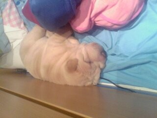 Gordo Caoo caoo Gordo Caoo caoo