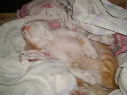 este es tom de bebe se escapo llevandolo a la veterinaria y nunca mas volvio 