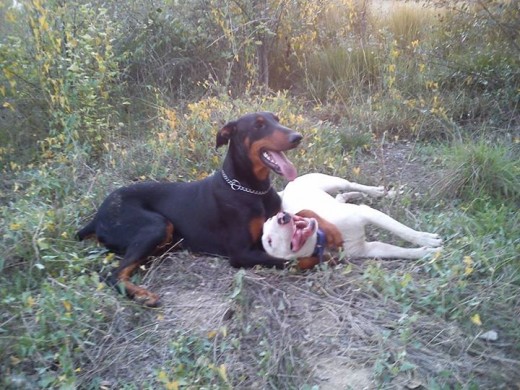 el doberman es tyson y su mejor amigo se llama bruc y es un bull terrier blanco macho :)