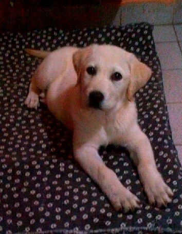 Hola soy Rocco Hola soy Rocco