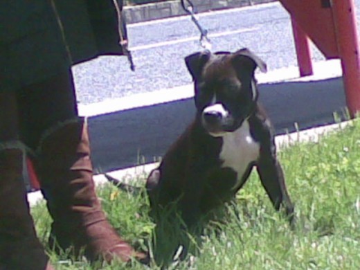 DUNA American Pit Bull Terrier