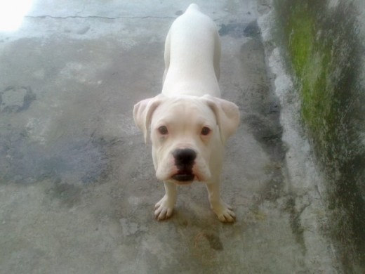 Bueno ella es paloma es una perrita de color 
Blanca alvina con pequeños lunares en el cuerpo 