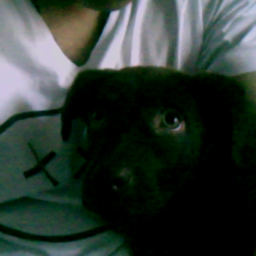 Desde la webcam viendo perritas en internet XD Desde la webcam viendo perritas en internet XD