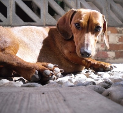 En esta foto loola recostada tomando el sol un día muy hermoso! a las dos nos gusta salirnos al jardin y sentarnos en el suelo a hacer nada :)