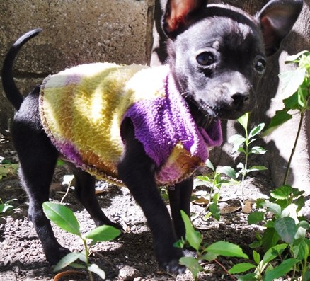 Vicky es una cachorrita extremadamente cariñosa y mimada! ama a los niños y los exteriores! :)